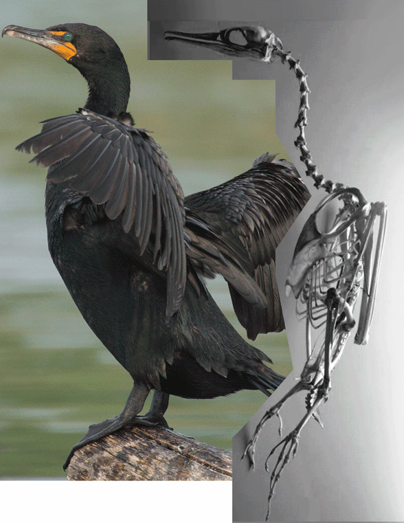 Phalacrocorax skeleton and invivo