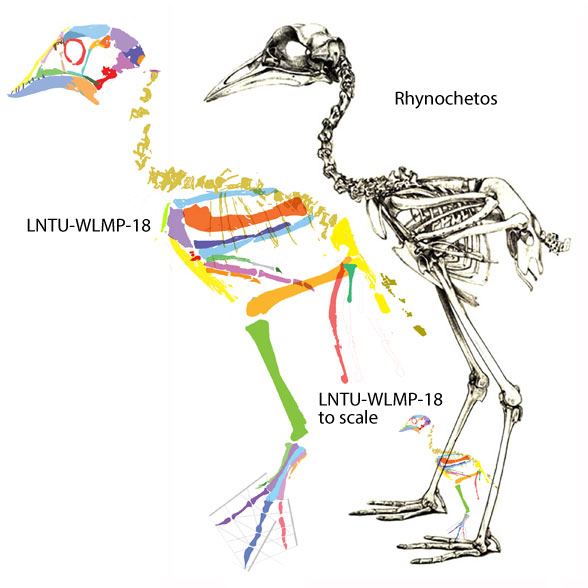 Rhynochetos LNTU-WLMP-18 compared