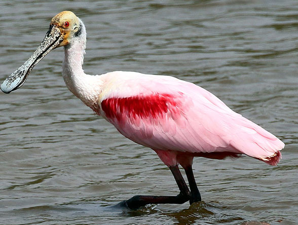 Platalea in vivo