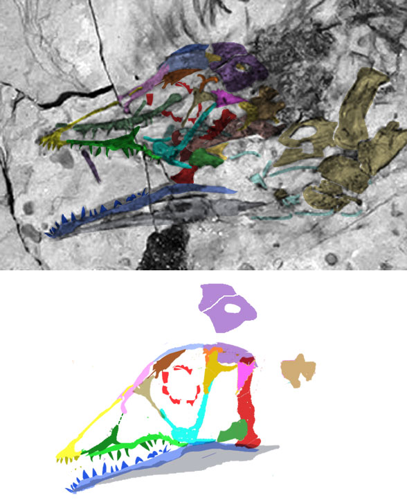 STM34-1 skull