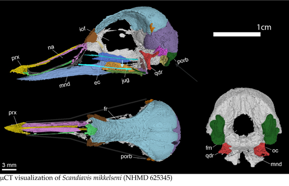 Scandiavis skull