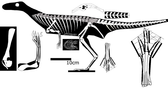 Segisaurus