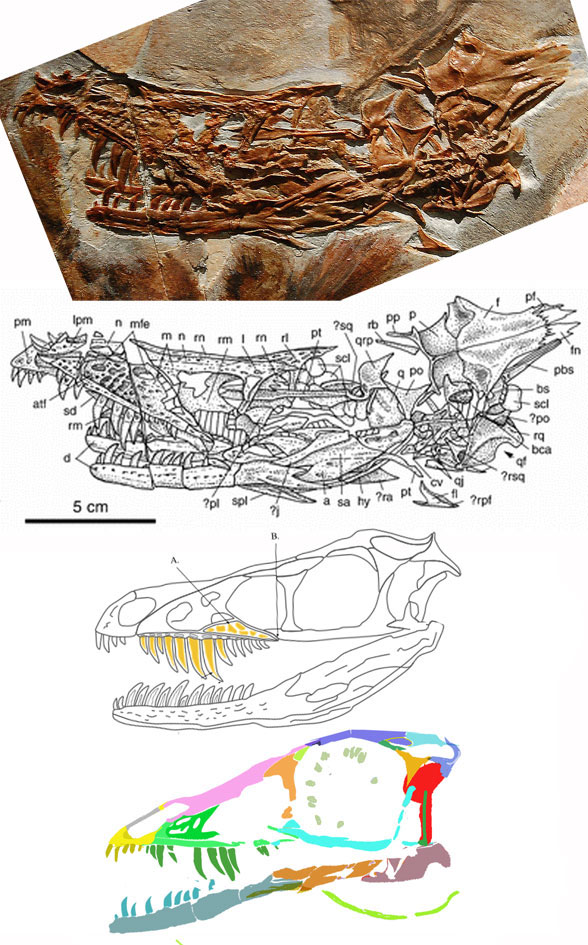 Sinornithosaurus holotype skull