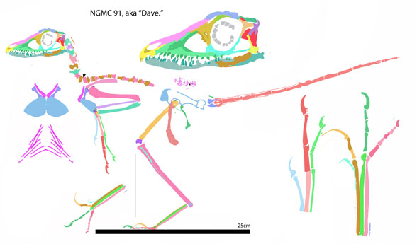 Sinornithosaurus