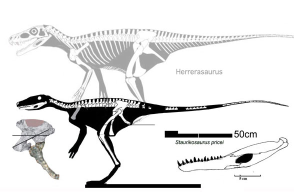 Staurikosaurus