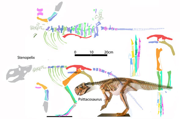 Stenopelix