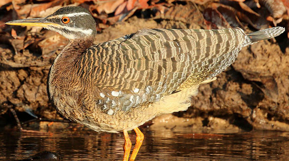 Sunbittern Eurypyga