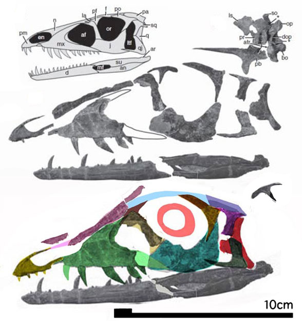 Tawa skull reconstruction