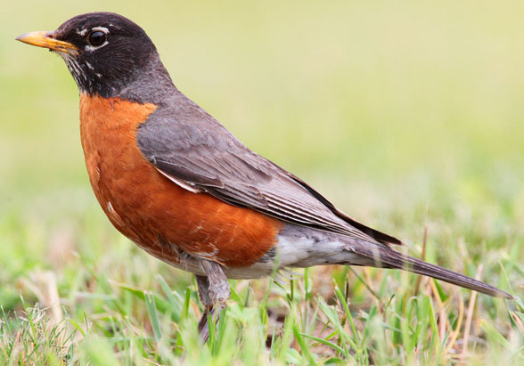 Turdus migratorius in vivo