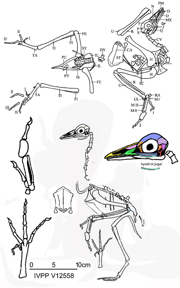 Yanornis holotype