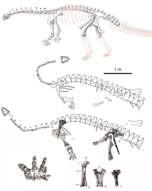 Yizhousaurus in situ