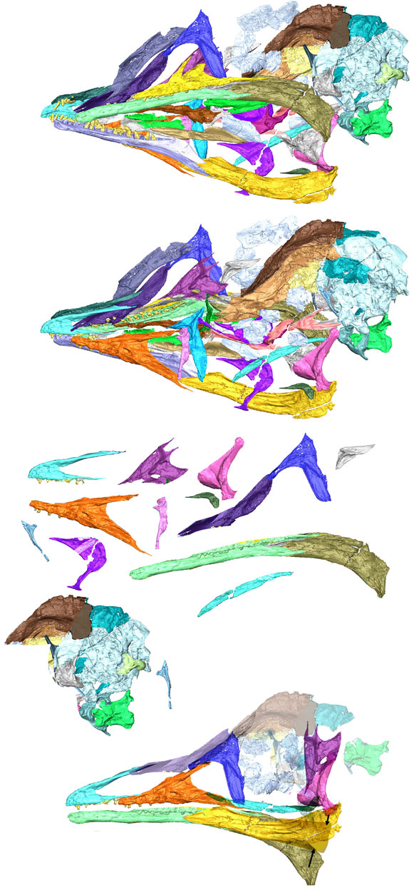 Yuanchuavis skull reconstructed