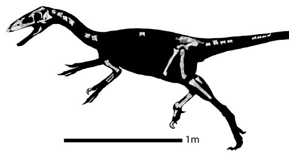 Zuolong skeleton