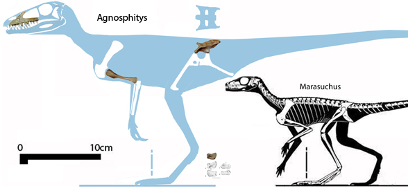 Agnophytis