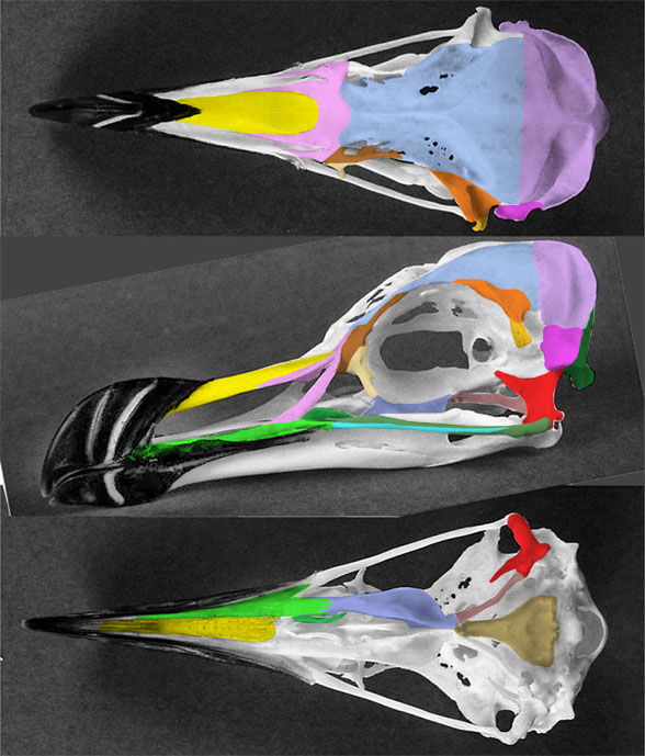 alca torda razorbill skull