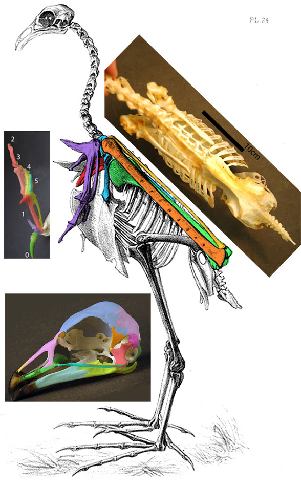 Anhima skeleton diagram