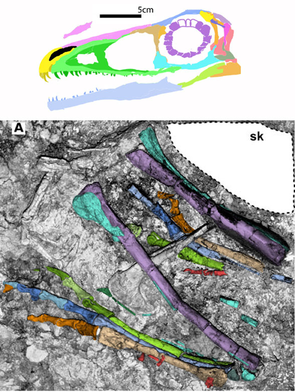 Aorun feet and skull