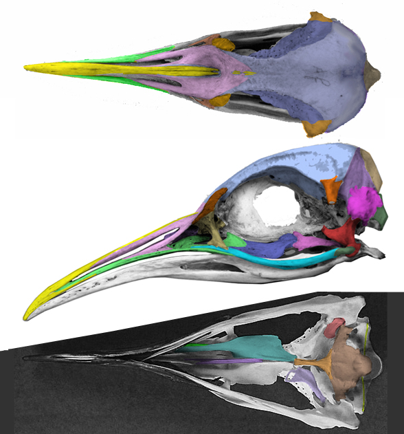 Aptenodytes skull