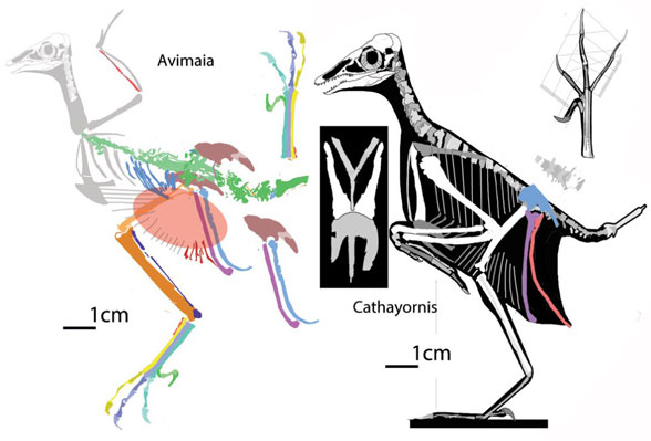 Avimaia and  Cathayornis