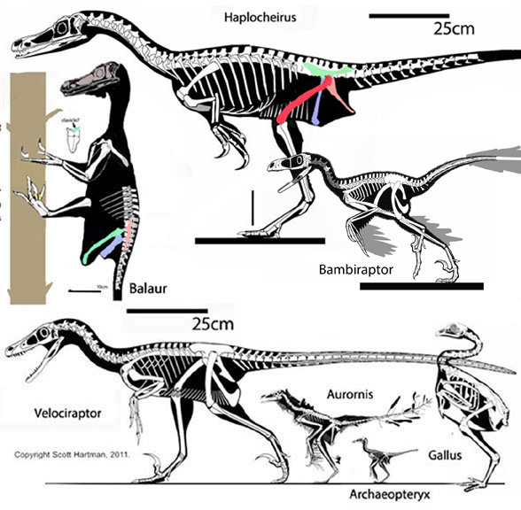 Bambiraptor Bambiraptor