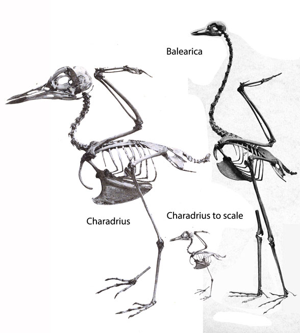 Balearica and Charadrius 