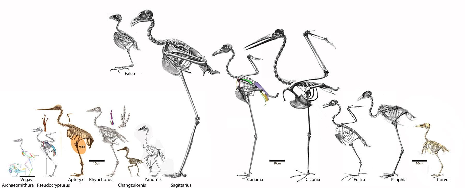 basal Euornithes