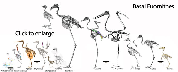 Basal Euornithes click to enlarge