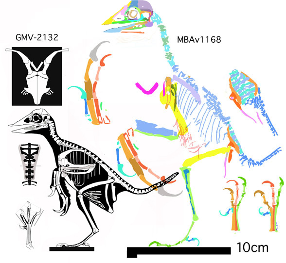 Berlin Confuciusornis