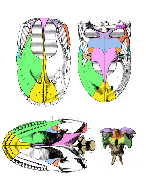 Brachiosaurus skull 3 views