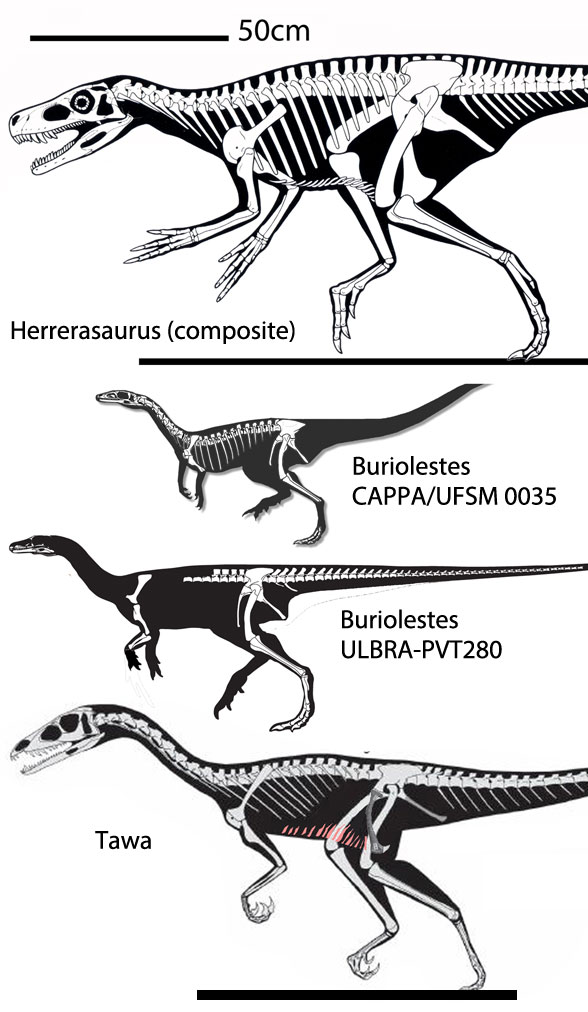 Buriolestes and kin overall