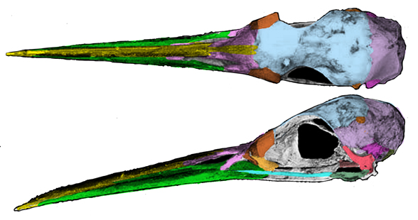 Butorides skull