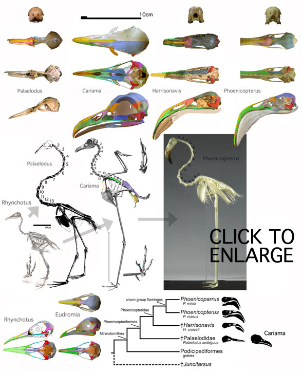 Flamingo evolution