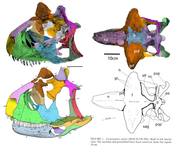 Carnotaurus skull