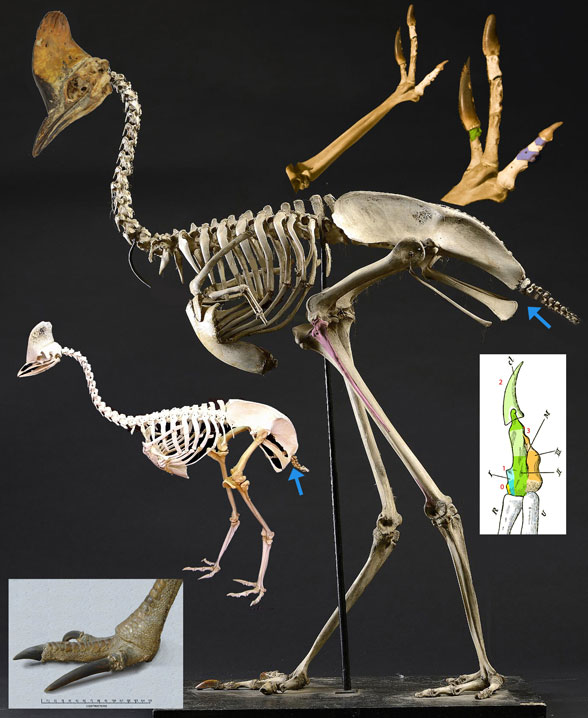 Cassowary Skeleton