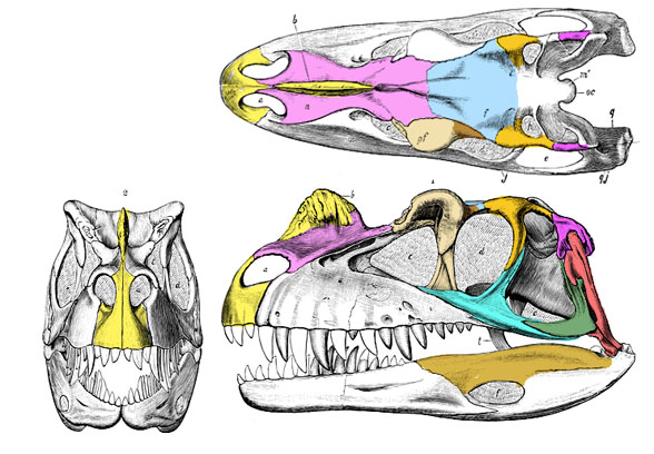 Ceratosaurus skull