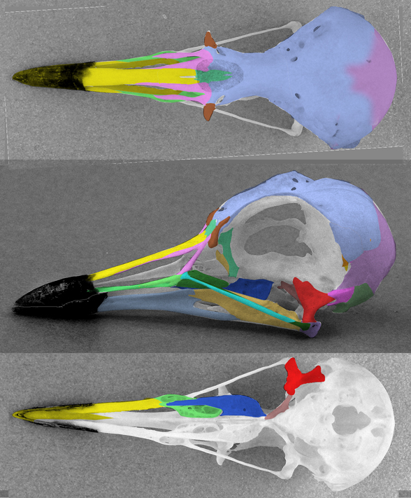 Charadrius skull