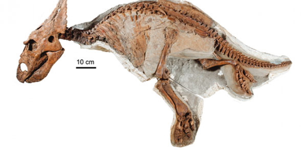 Chasmosaurus juvenile