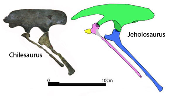 Chilesaurus pelvis