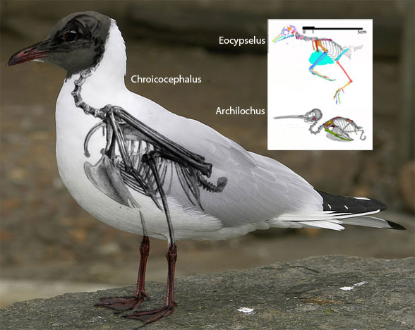 Chroicocephalus Eocyselus and hummingbird to scale