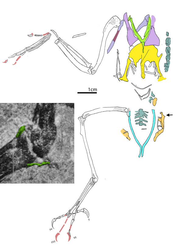 Concornis diagram