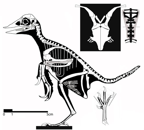 confuciusornis overall