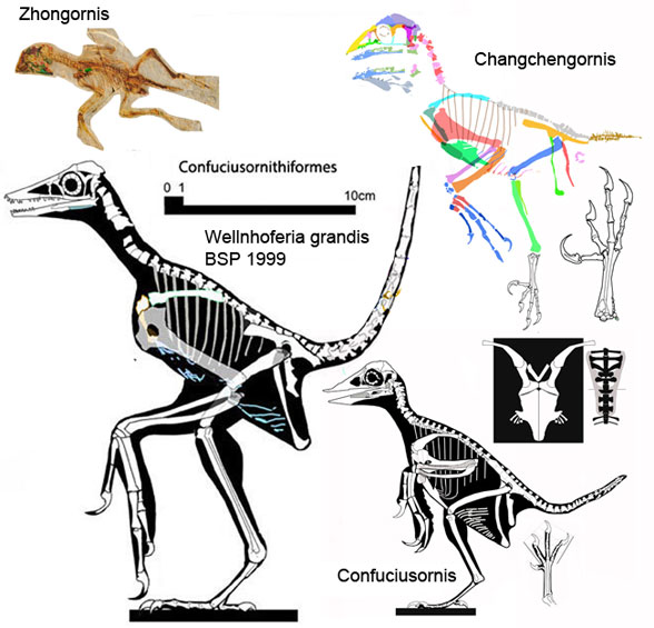 Confuciusornithiformes