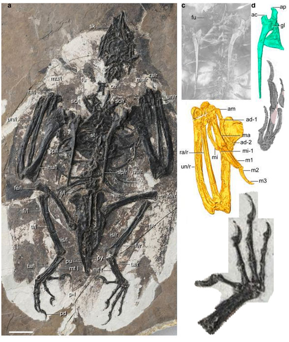 Cratonavis in situ