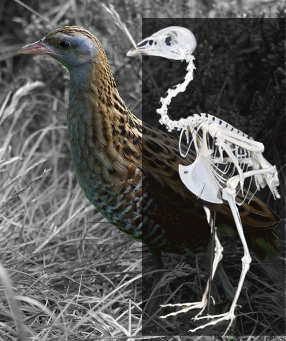 Crex, the corn crake