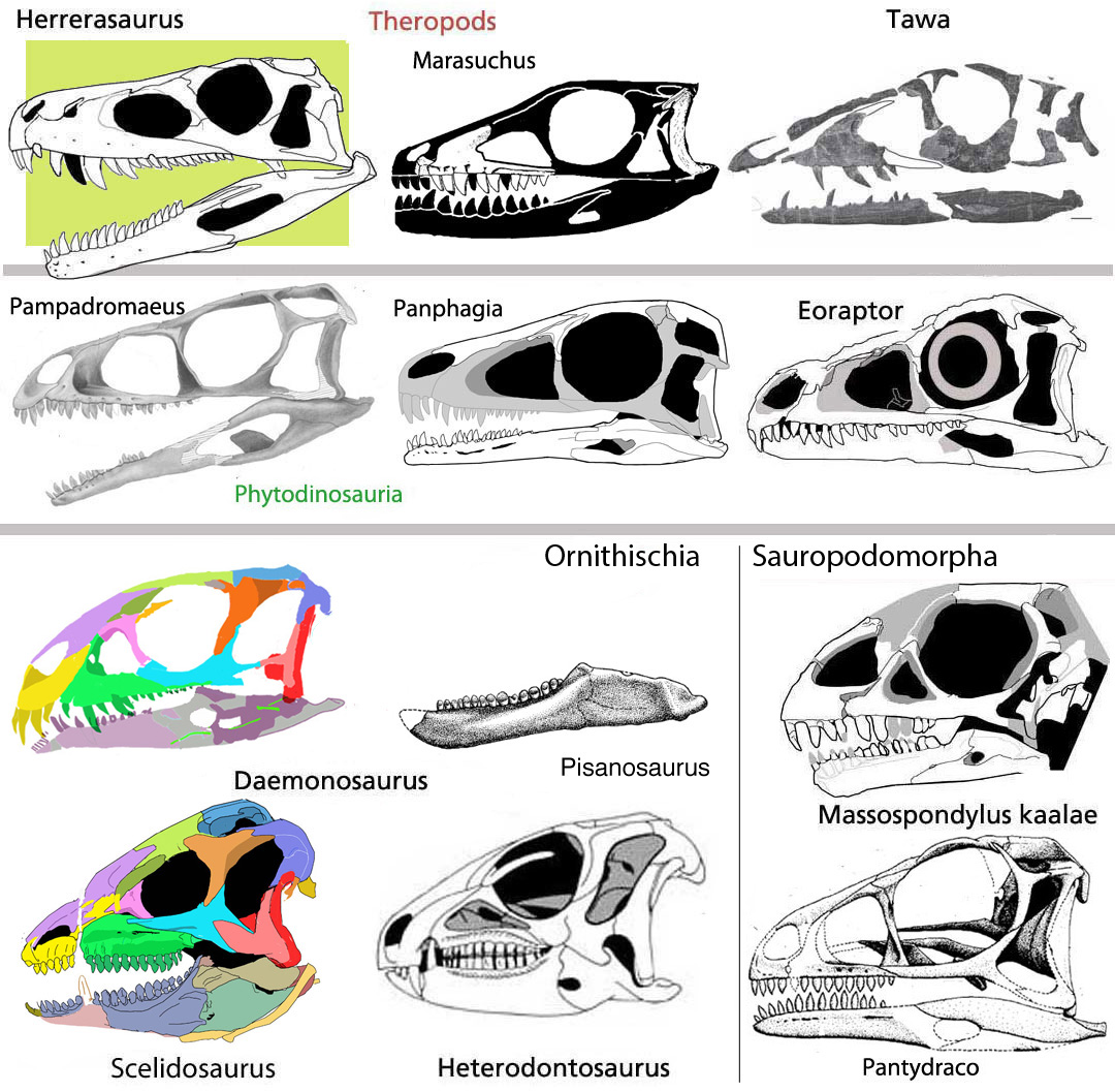 Daemonosaurus and sister taxa