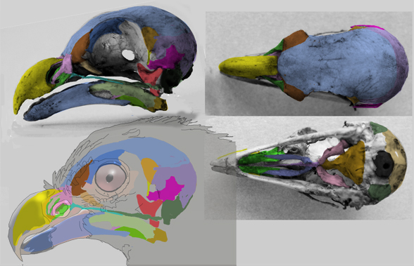 Didunculus skull