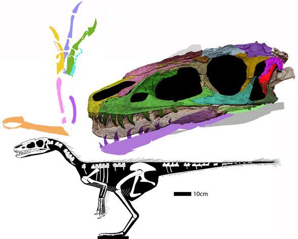 Dilong skull 