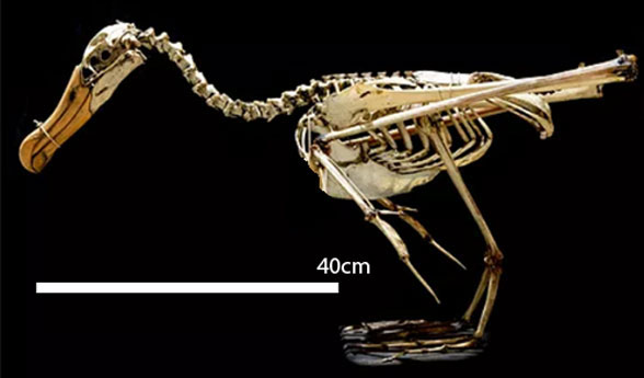 Diomedea skeleton