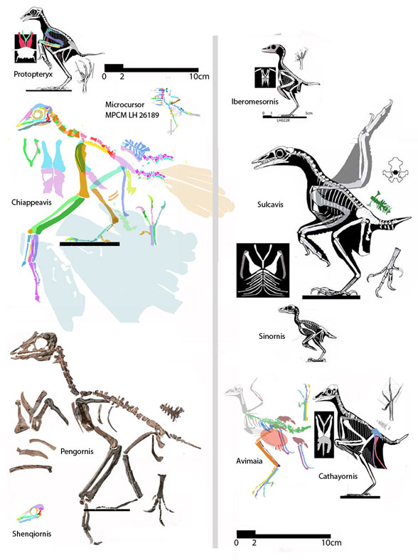 Enantiornithes