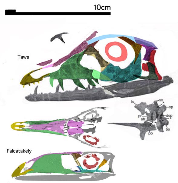 Falcatakely and Tawa to scale